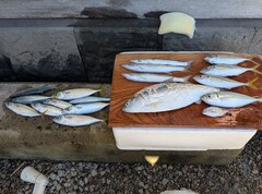 %e3%82%bf%e3%82%a4%e9%87%a3%e3%82%8c%e3%81%9f