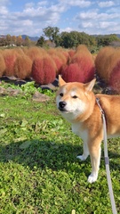 %e7%b4%b0%e5%b7%9d%e3%80%80%e7%94%b1%e9%a6%99%e9%87%8c_2025-11-01_11-35-15_892