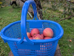 %e3%81%8b%e3%81%94%e3%81%ae%e3%82%8a%e3%82%93%e3%81%94