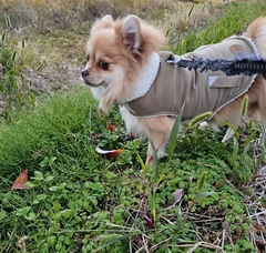 %e5%be%8c%e8%97%a4%e3%80%80%e5%85%89_3