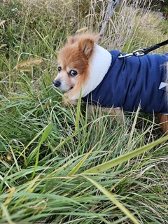 %e5%be%8c%e8%97%a4%e3%80%80%e5%85%89_4