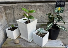 %e8%a6%b3%e8%91%89%e6%a4%8d%e7%89%a9