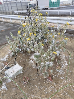 %e4%bd%90%e3%80%85%e6%9c%a8%e3%80%80%e8%91%89%e6%9c%88_2025-12-13_13-08-58_649