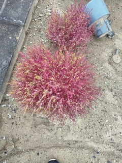 %e4%bd%90%e3%80%85%e6%9c%a8%e3%80%80%e8%91%89%e6%9c%88_2025-12-13_13-09-02_938