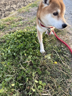 %e3%83%af%e3%83%b3%e3%82%b3%e2%91%a1