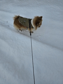 %e5%be%8c%e8%97%a4%e3%80%80%e5%85%89_2025-12-21_11-36-11_720