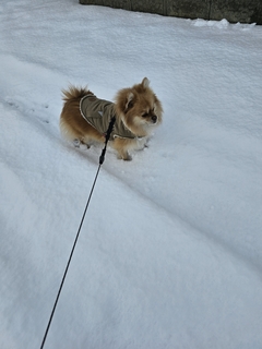 %e5%be%8c%e8%97%a4%e3%80%80%e5%85%89