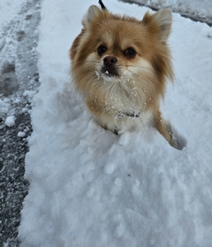 %e5%be%8c%e8%97%a4%e3%80%80%e5%85%89_1