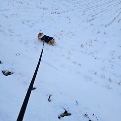 %e5%be%8c%e8%97%a4%e3%80%80%e5%85%89_3