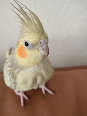 %e4%bd%90%e3%80%85%e6%9c%a8%e3%80%80%e8%91%89%e6%9c%88_2025-12-23_11-17-30_538