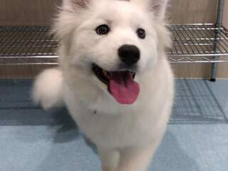 %e3%82%b5%e3%83%a2%e3%82%a8%e3%83%89%ef%bc%91