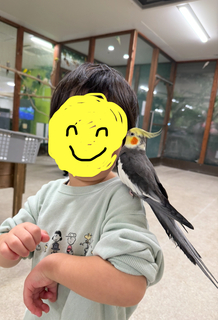 %e8%82%a9%e3%81%ab%e9%b3%a5