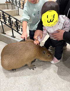 %e3%82%ab%e3%83%94%e3%83%91%e3%83%a9