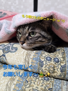 %e3%81%82%e3%81%91%e3%81%8a%e3%82%812