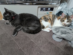 5%e3%83%b5%e6%9c%88%e3%81%8b%e3%81%8b%e3%81%a3%e3%81%9f