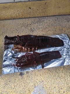 %e6%b4%b2%e5%8f%a3%e3%80%80%e5%92%8c%e4%b9%9f_2026-01-29_15-09-20_219