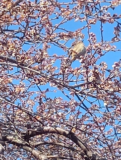 %e6%a1%9c%e3%81%a8%e3%81%a8%e3%82%8a