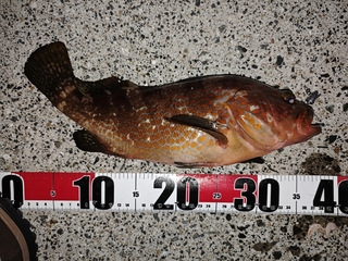 %e3%82%a2%e3%82%b3%e3%82%a6