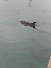 %e6%a0%a2%e5%b3%b6%e3%81%ae%e3%82%a4%e3%83%ab%e3%82%ab