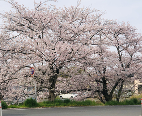 %e6%ba%80%e9%96%8b%e6%a1%9c