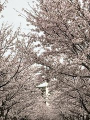 %e4%b8%8b%e3%81%8b%e3%82%89%e6%a1%9c