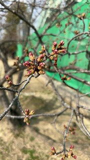 %e8%8a%b3%e8%b3%80%e3%80%80%e7%a4%bc%e5%a5%88_2026-03-30_15-21-33_879