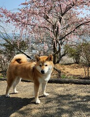 %e3%81%8a%e6%95%a3%e6%ad%a9%ef%bc%92