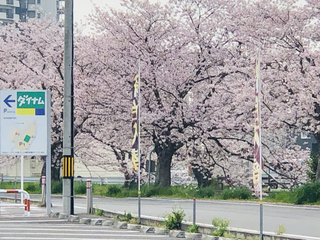 %e5%b0%8f%e8%8f%85%e3%80%80%e5%ad%9d%e5%ad%90_%e3%83%80%e3%82%a4%e3%83%8a%e3%83%a0%e6%a1%9c2026-03-26_12-51-44_673