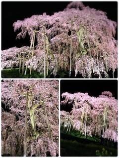 %e4%b8%a6%e6%9c%a8%e3%80%80%e7%b4%80%e5%ad%90_2026-04-06_09-21-43_97