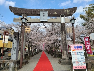 %e8%8f%8a%e6%b1%a0%e7%a5%9e%e7%a4%be%e6%a1%9c%e2%91%a0