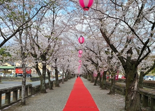 %e8%8f%8a%e6%b1%a0%e7%a5%9e%e7%a4%be%e6%a1%9c%e2%91%a1