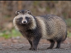 Tanuki