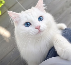 Neko