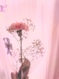 %e8%8a%b1_2026-08-05_09-51-41_370